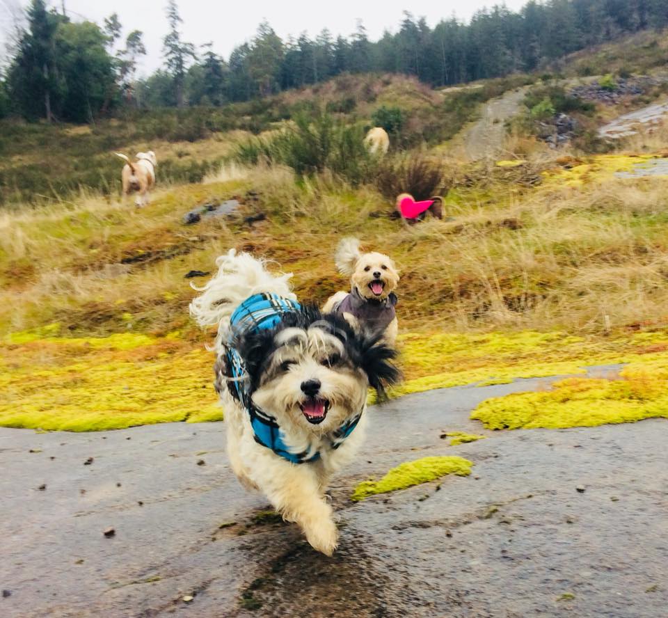 dogs canines hikinh adventure hikes off leash enrichment irish wolfhound, golden retreiver, german shepherd mixed breed french bulldog coonhound