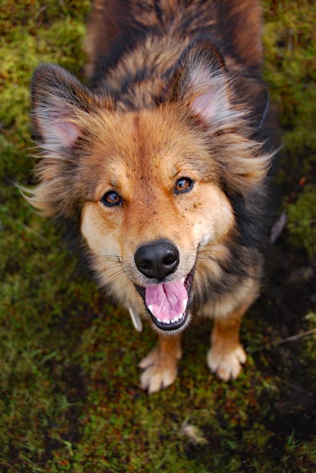 dogs canines hikinh adventure hikes off leash enrichment irish wolfhound, golden retreiver, german shepherd mixed breed french bulldog coonhound dog portrait