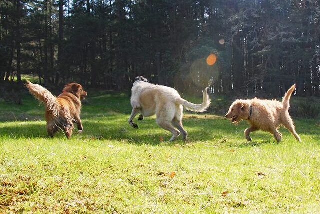 dogs canines hikinh adventure hikes off leash enrichment irish wolfhound, golden retreiver, german shepherd mixed breed french bulldog coonhound
