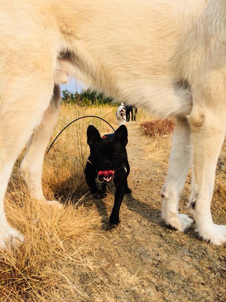 dogs canines hikinh adventure hikes off leash enrichment irish wolfhound, golden retreiver, german shepherd mixed breed french bulldog coonhound small and big dog