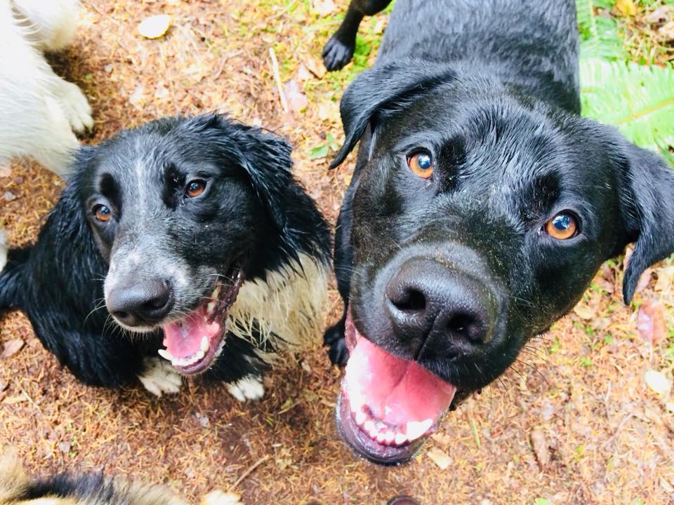 dogs canines hikinh adventure hikes off leash enrichment irish wolfhound, golden retreiver, german shepherd mixed breed french bulldog coonhound
