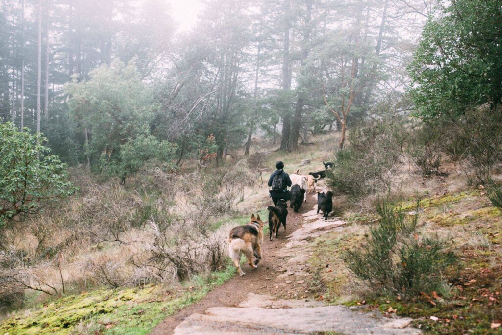 hiking with dogs adventure hikes enrichment irish wolfhound german shepherd