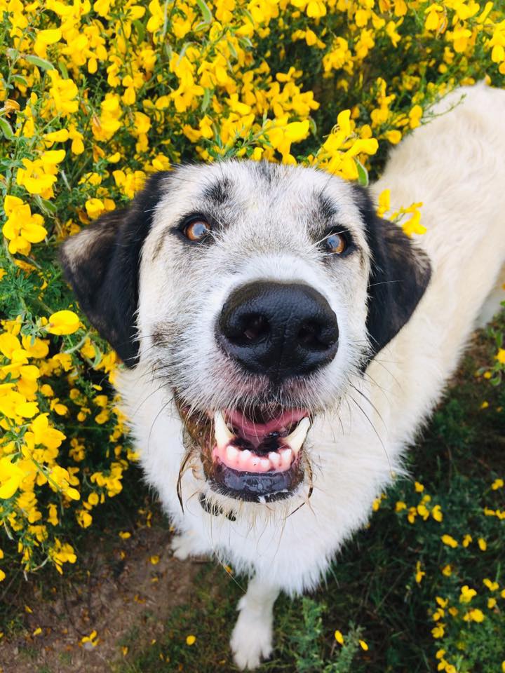 dogs canines hikinh adventure hikes off leash enrichment irish wolfhound, golden retreiver, german shepherd mixed breed french bulldog coonhound