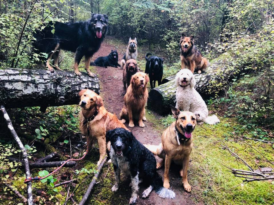 dogs canines hikinh adventure hikes off leash enrichment irish wolfhound, golden retreiver, german shepherd mixed breed french bulldog coonhound large pack sitting