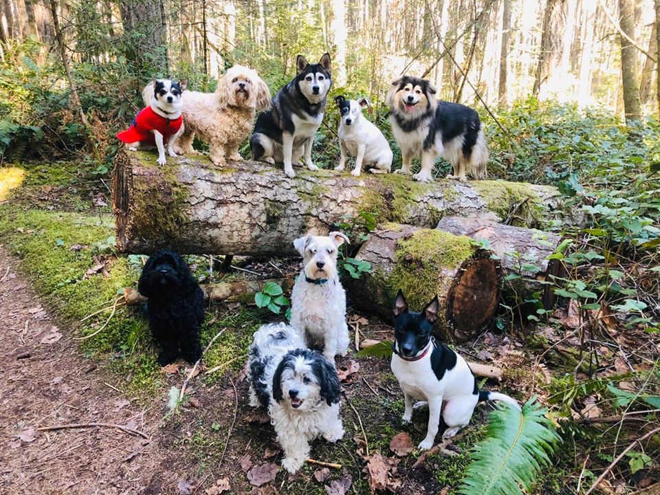 dogs canines hikinh adventure hikes off leash enrichment irish wolfhound, golden retreiver, german shepherd mixed breed french bulldog coonhound small dog breed