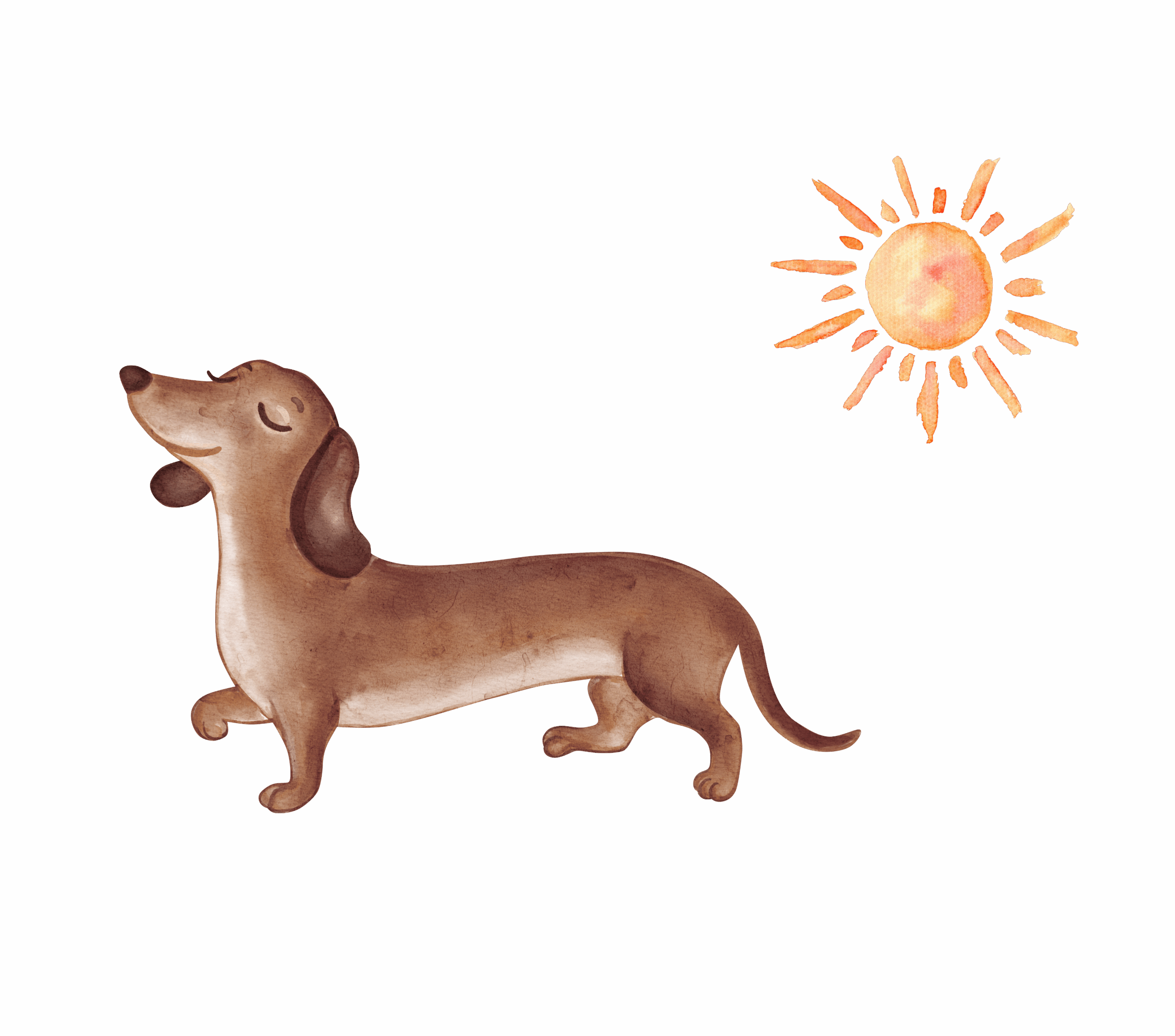 watercolour weiner dog interior design sunlight circadian rhythms