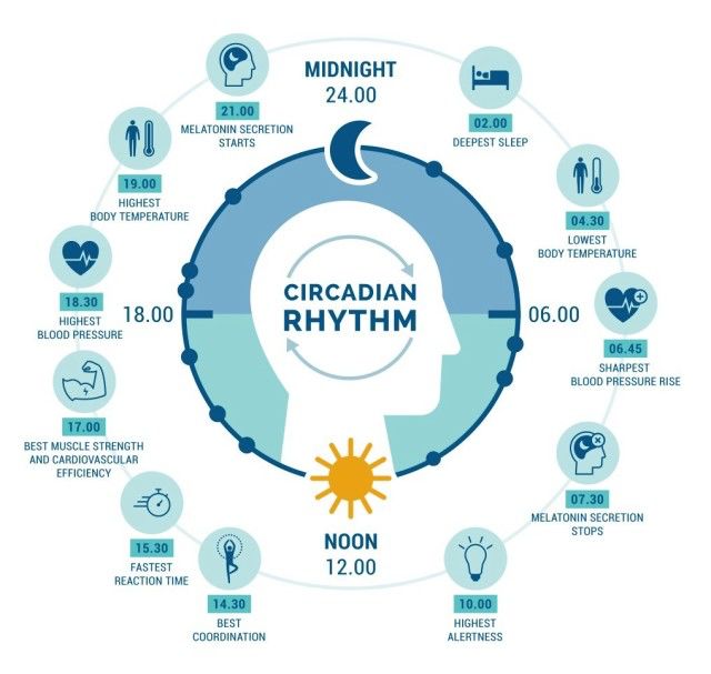 circadian rhythm